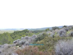 Yacimiento de la Almoloya 2007